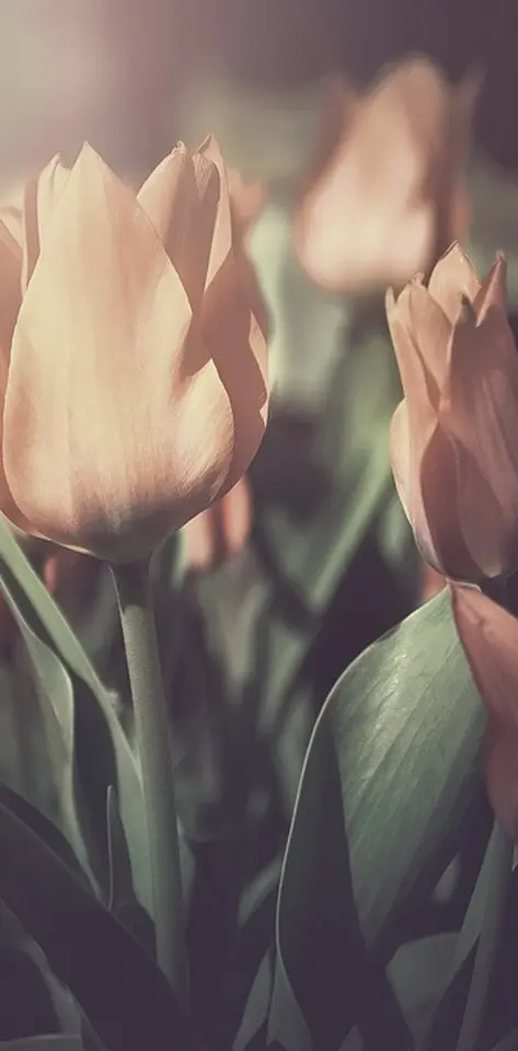 Pale tulips