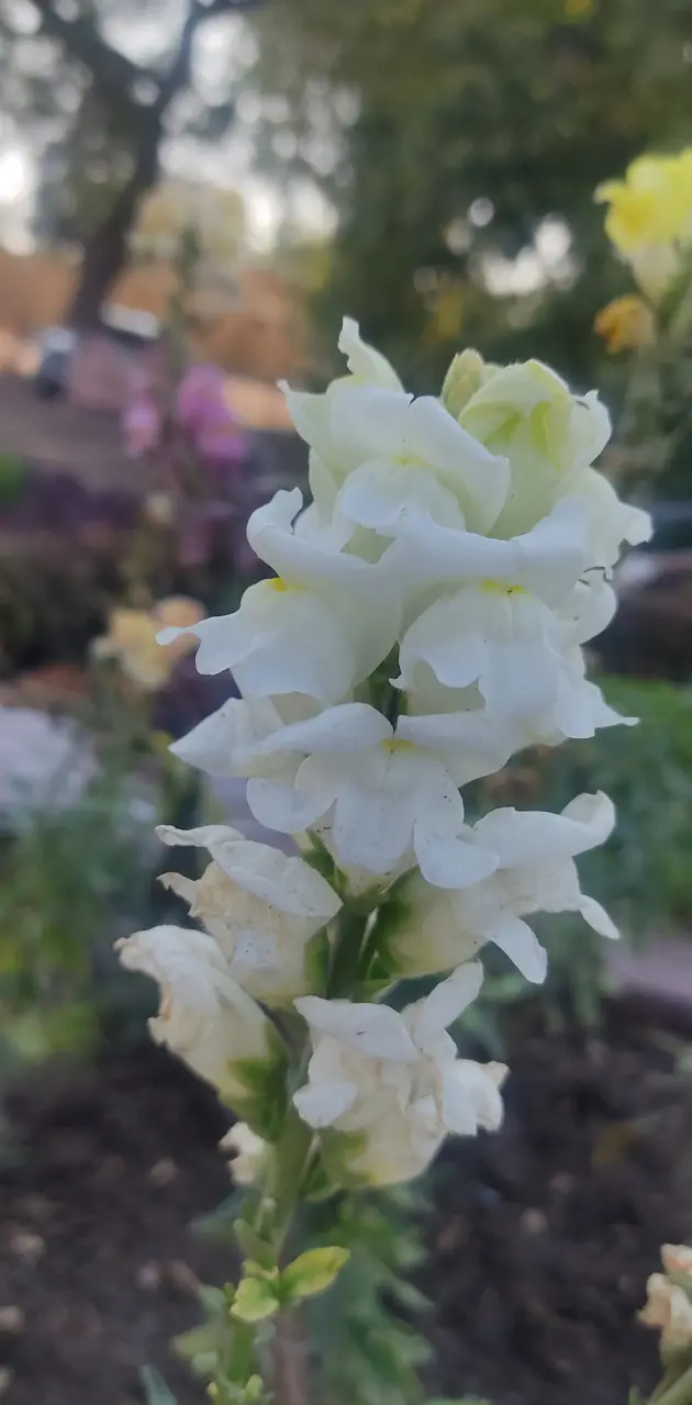 White flowers 🙂