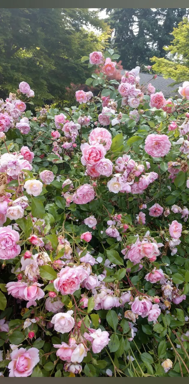 Pink Rose bush