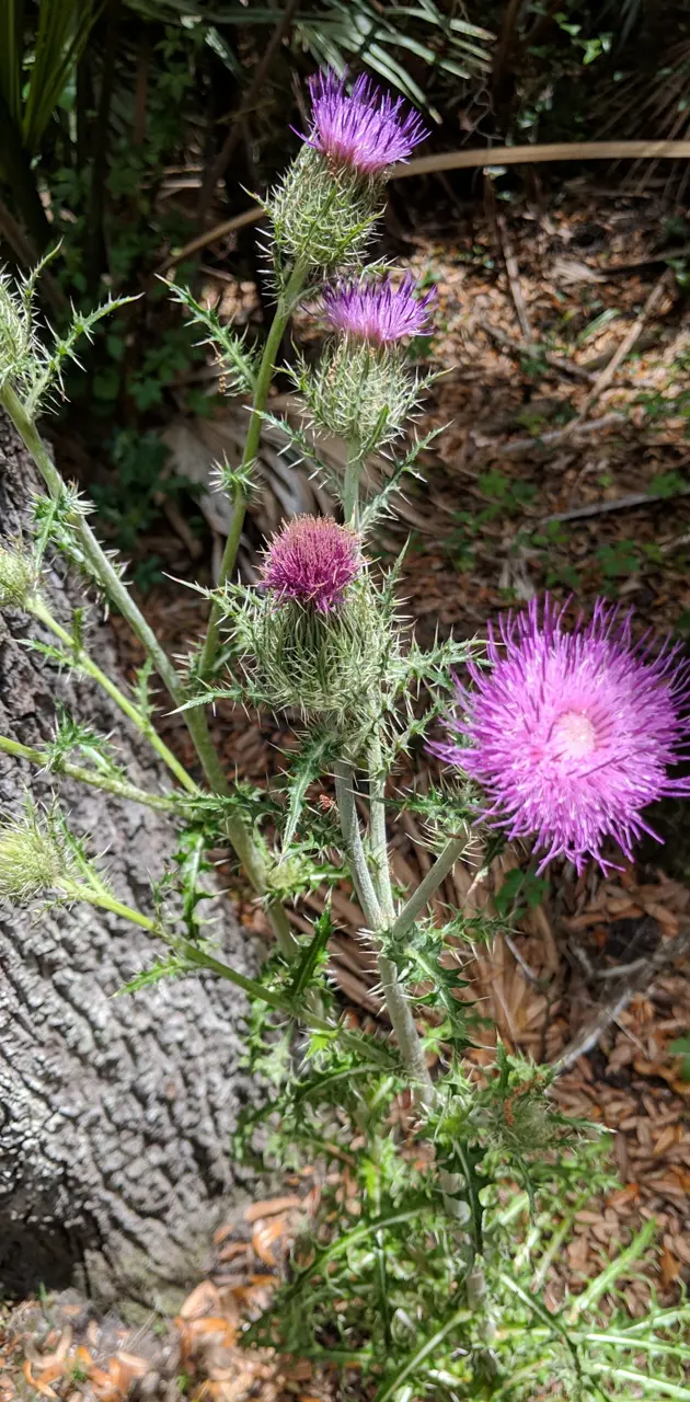 Thistle in the woods