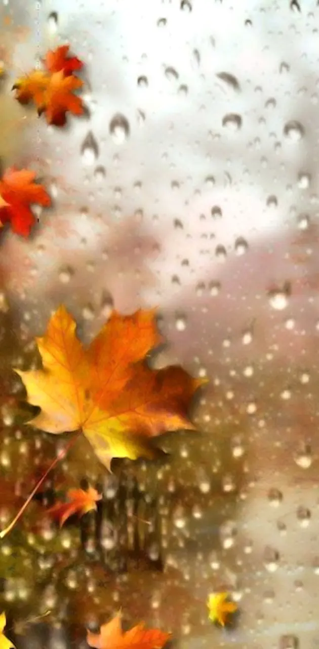 Rainy   Autumn