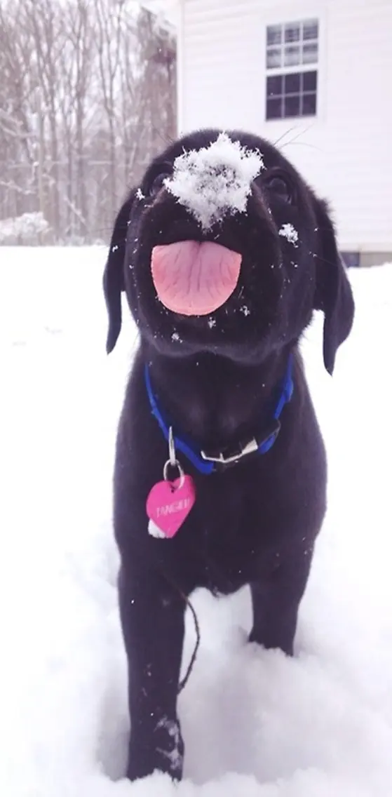 Cute Snowy Dog