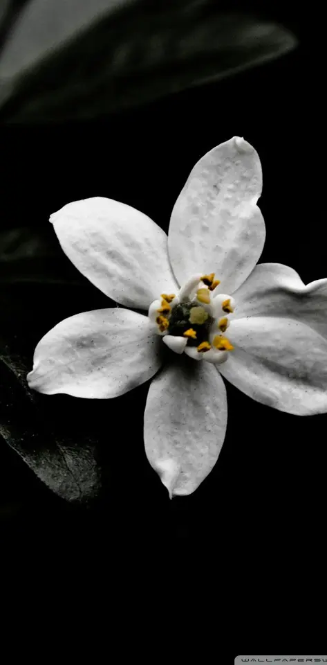 Flowerwhite