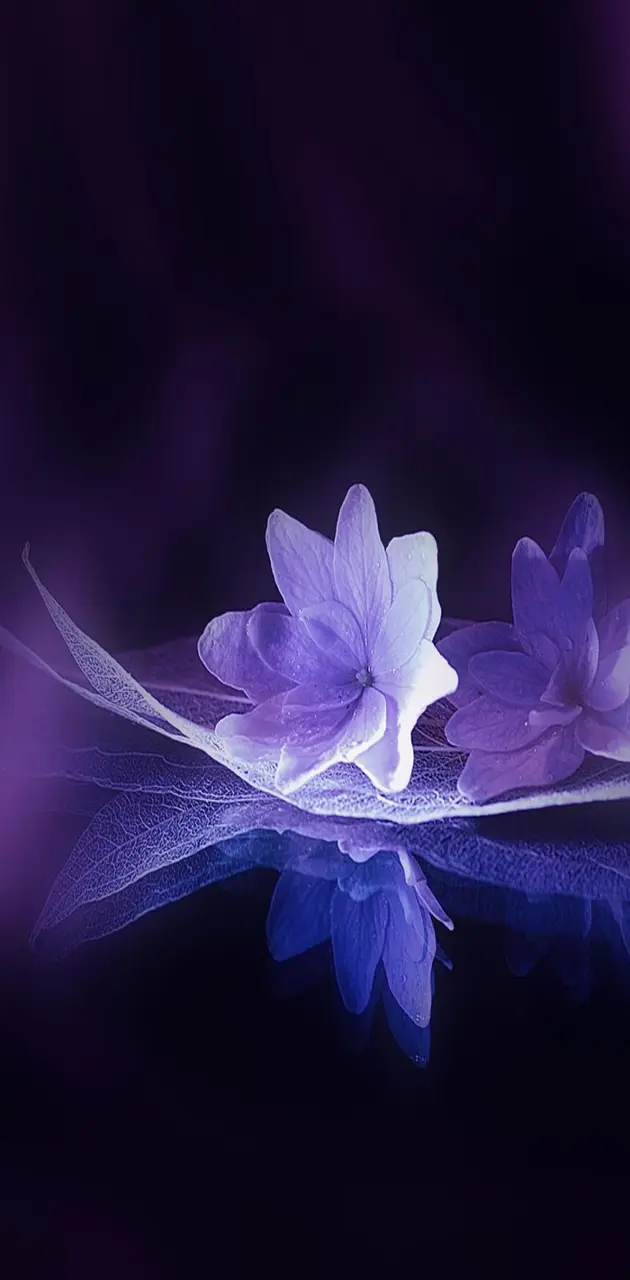 Purple  Flower