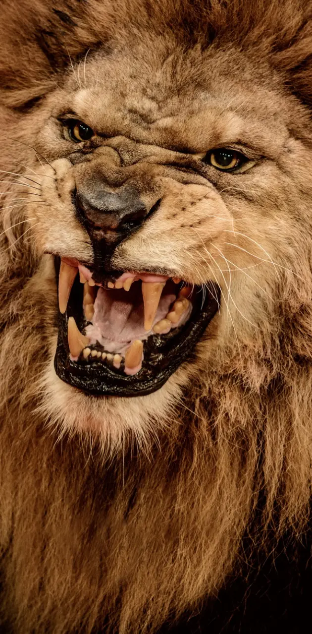 roaring lion wallpaper