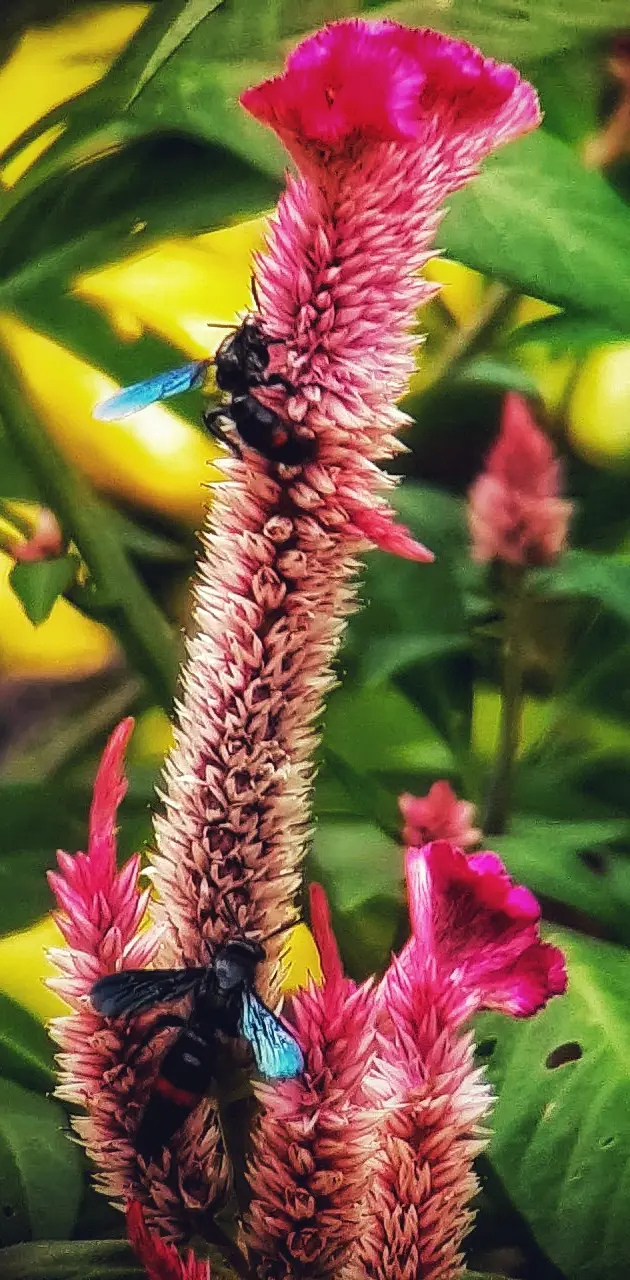 Wasps on bloom