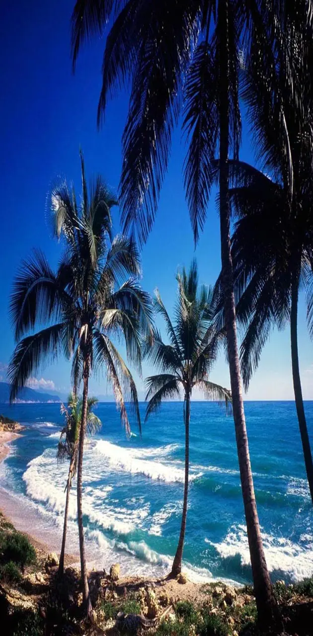 Ocean Palm tree