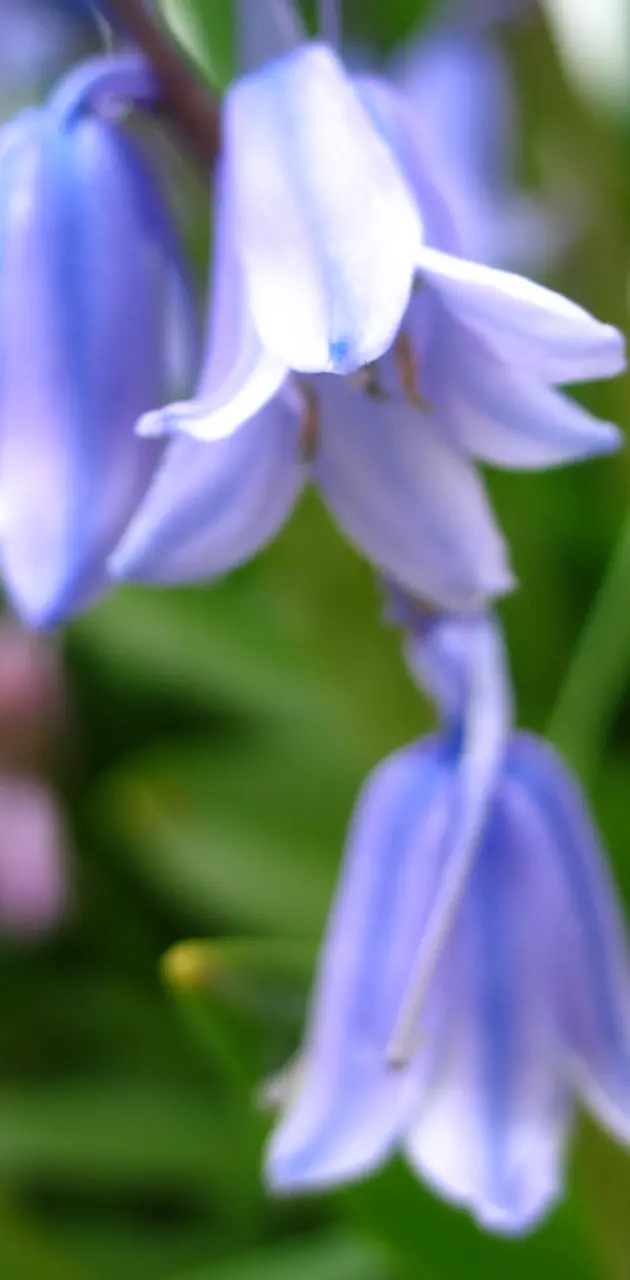 blue bell flower