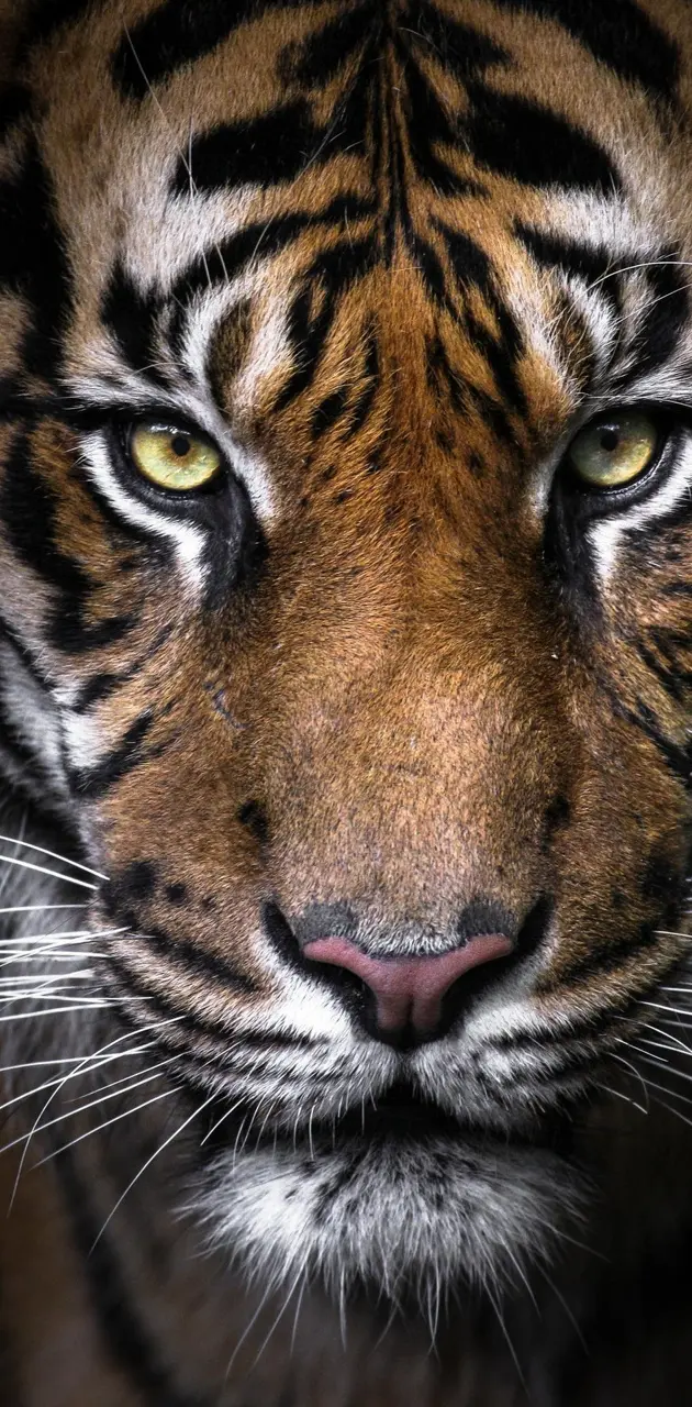Closeup tiger