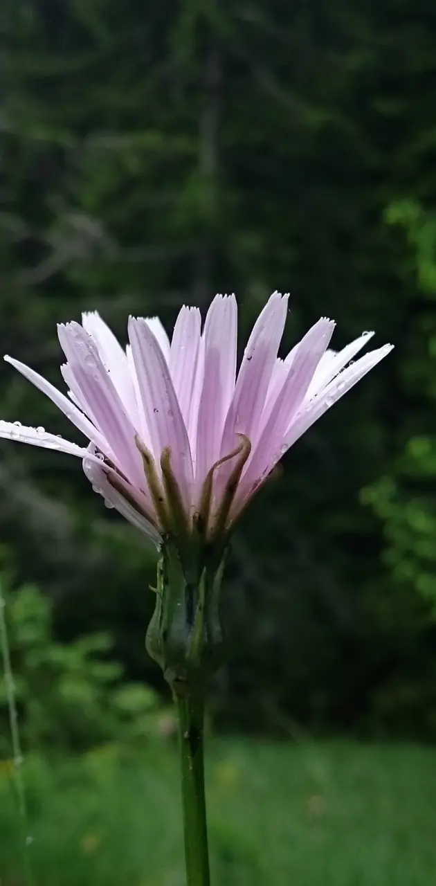 Pink-white flower