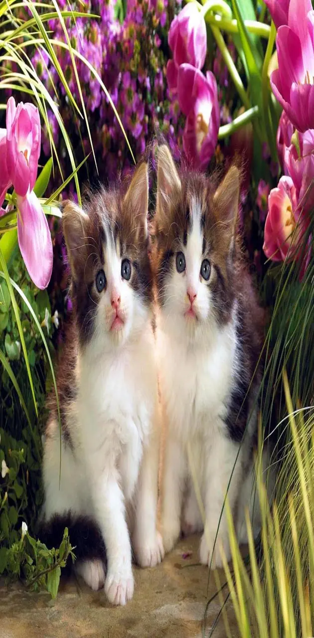 Springtime Kittens