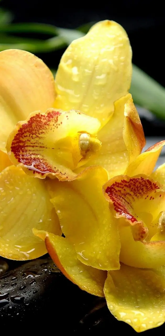 Yellow Orchid
