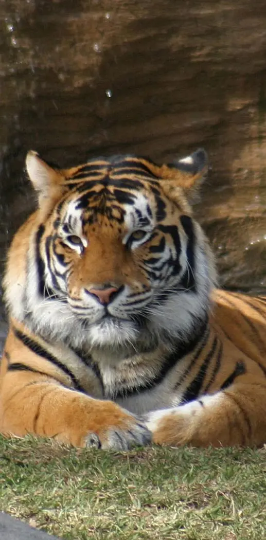 Royel Bengal Tiger