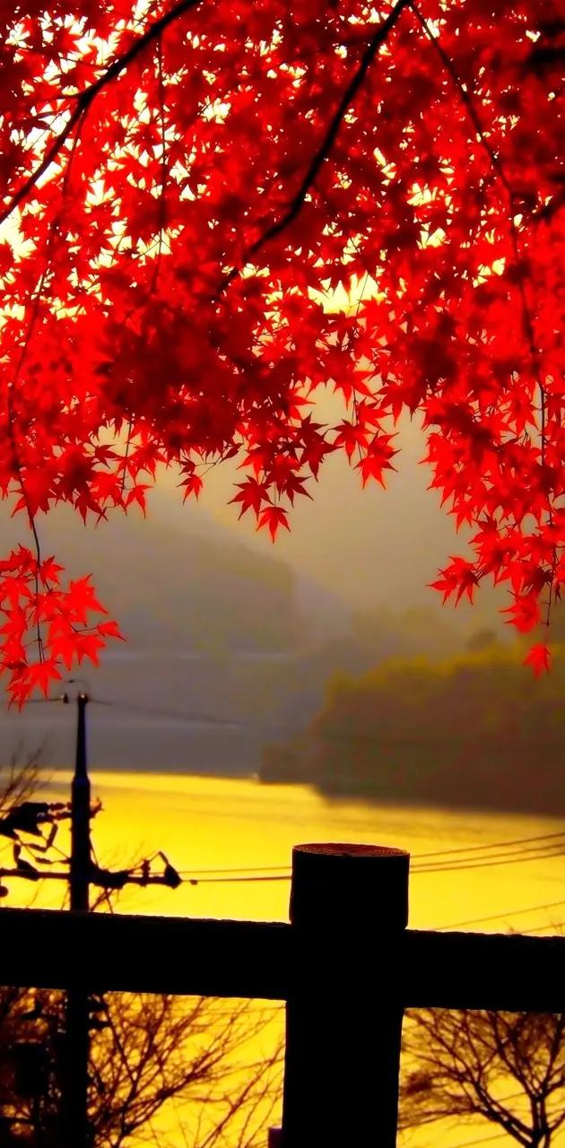Autumn With Sunset