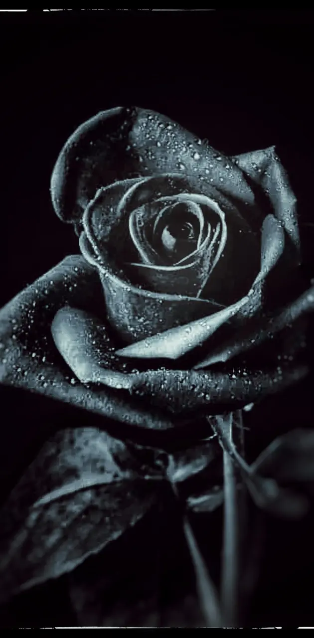 Black Rose 🌹