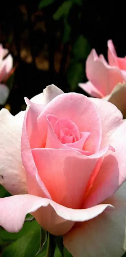 Pink Love Roses