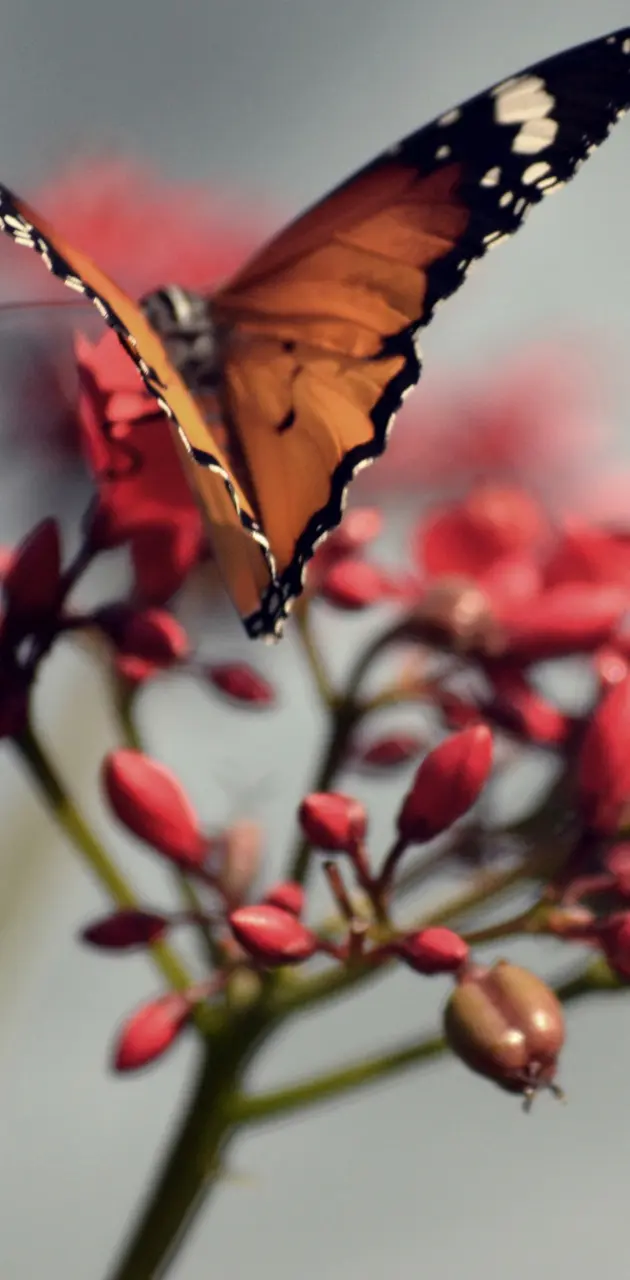 Orange Butterfly Hd