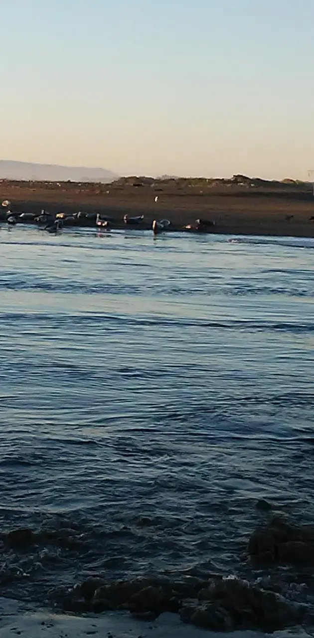 Sealions by the sea