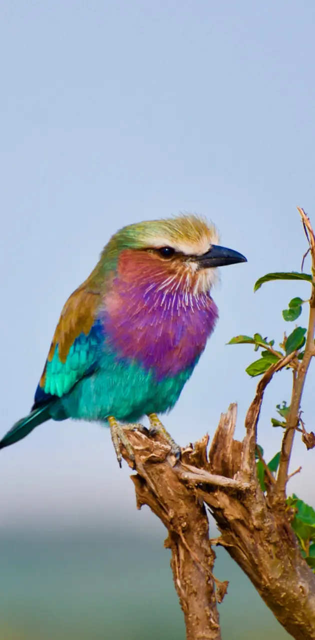 Colourful Bird