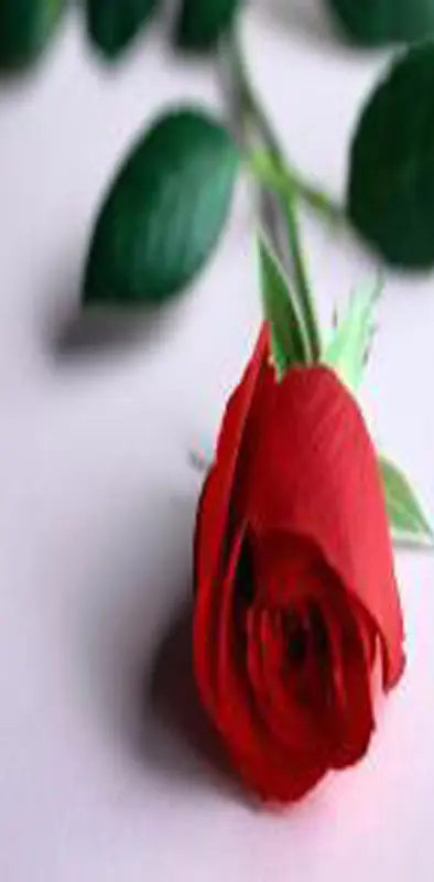Red Rose 2 U