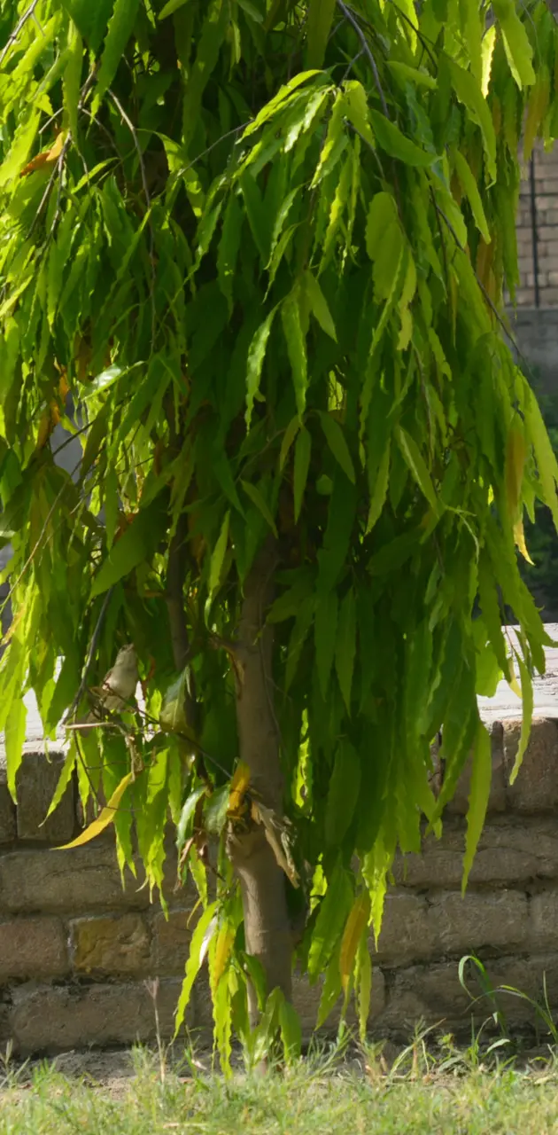 Plam tree