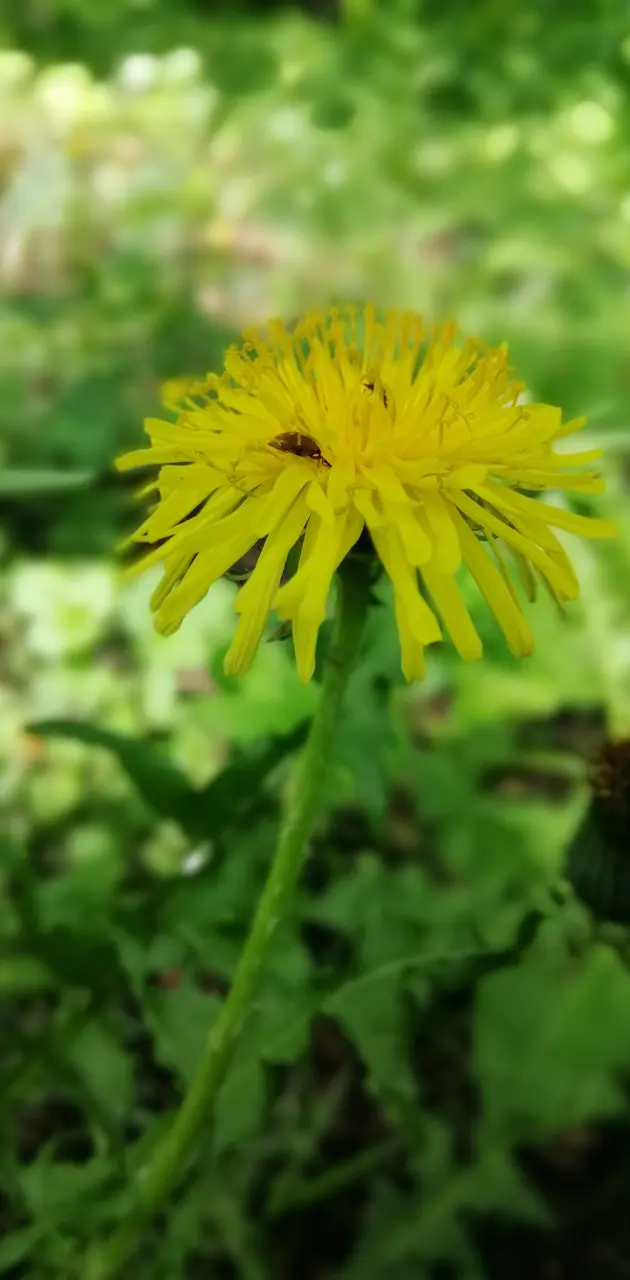 Yellow Flower 