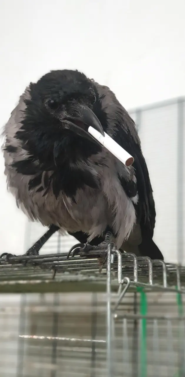 Crow smokes