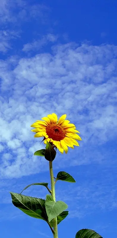 Lovely Sunflower