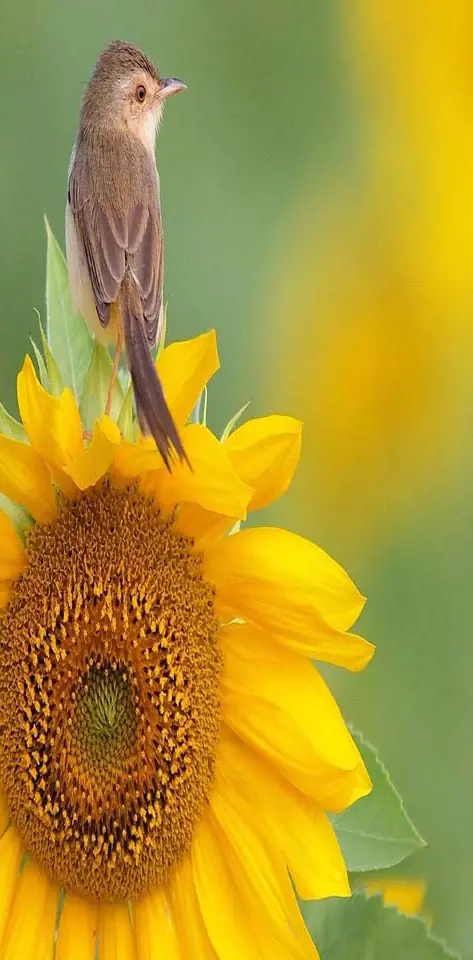 Bird Sunflower