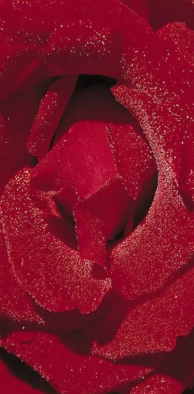 Beutiful Red Rose