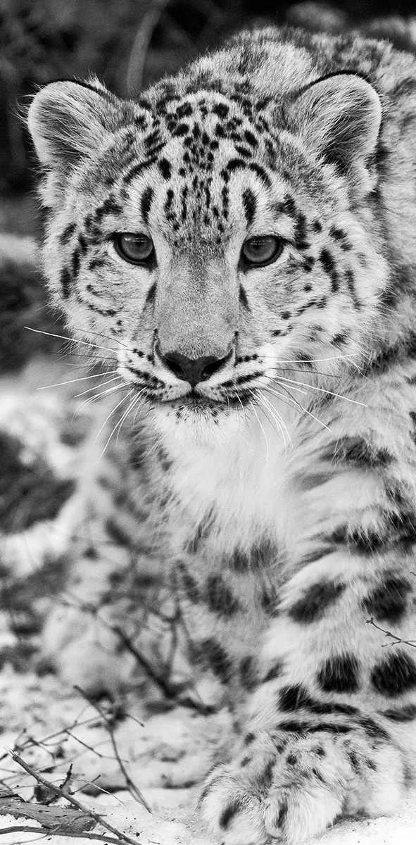 Leopard Nvn