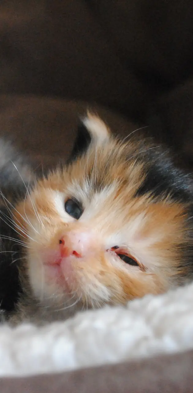 Cute Kitten 3