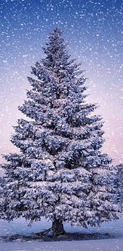 Snowy Fir-tree