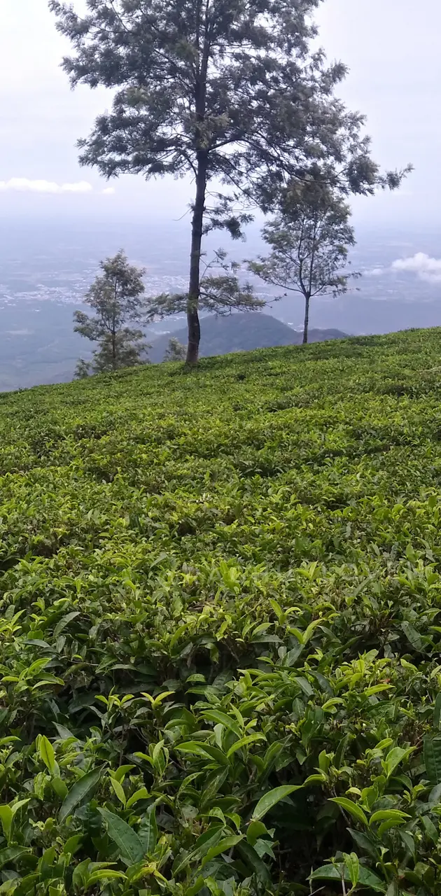 Coonoor