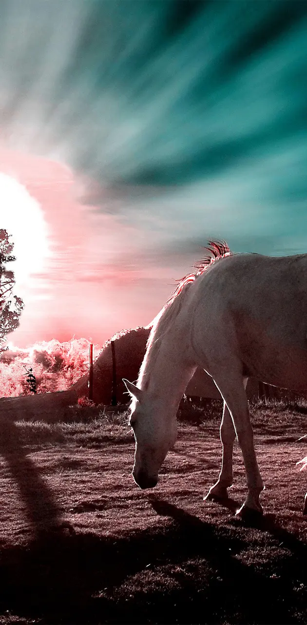 Horse on Sunset