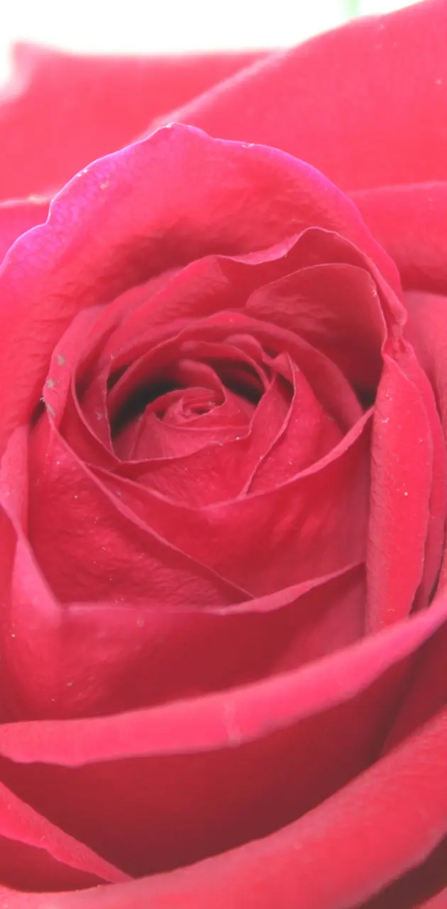 Rose close Up