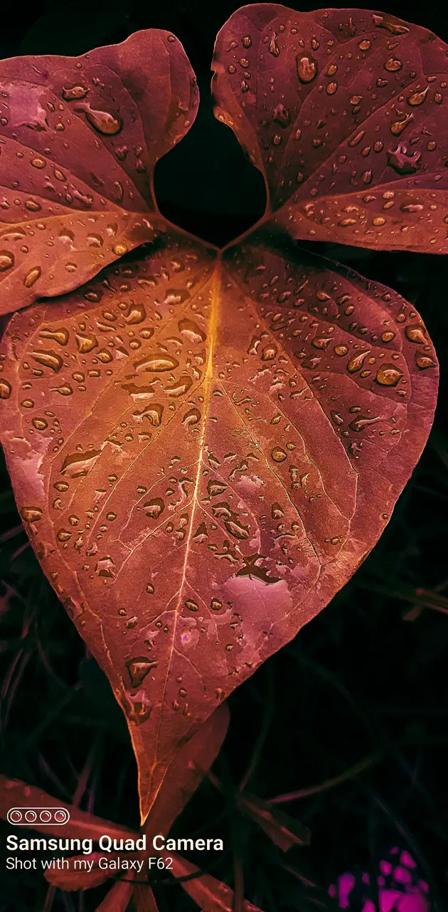 Water Drope on Leaf
