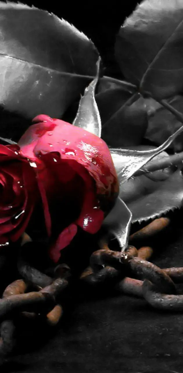 Gothic Rose