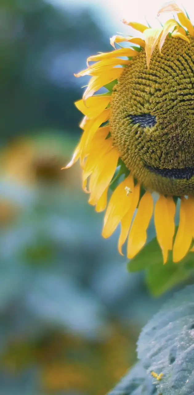 Smiley Sunflower