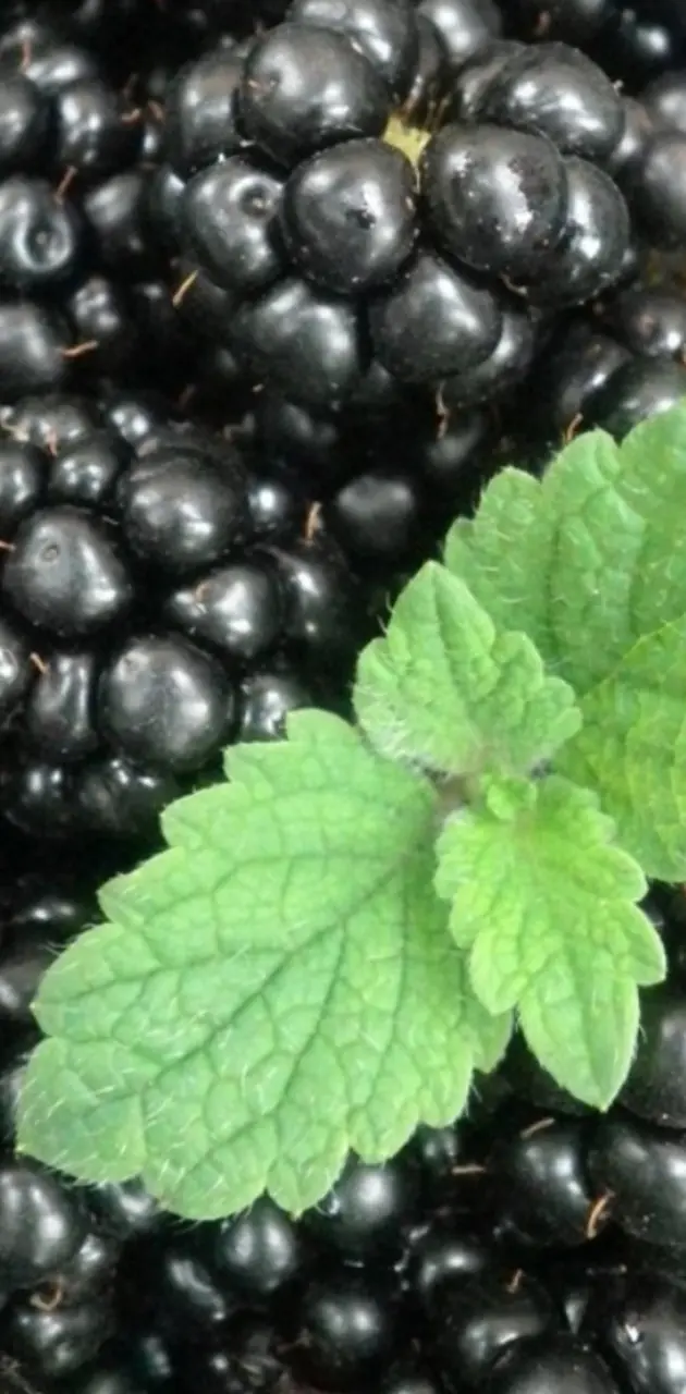 Blackberries mint