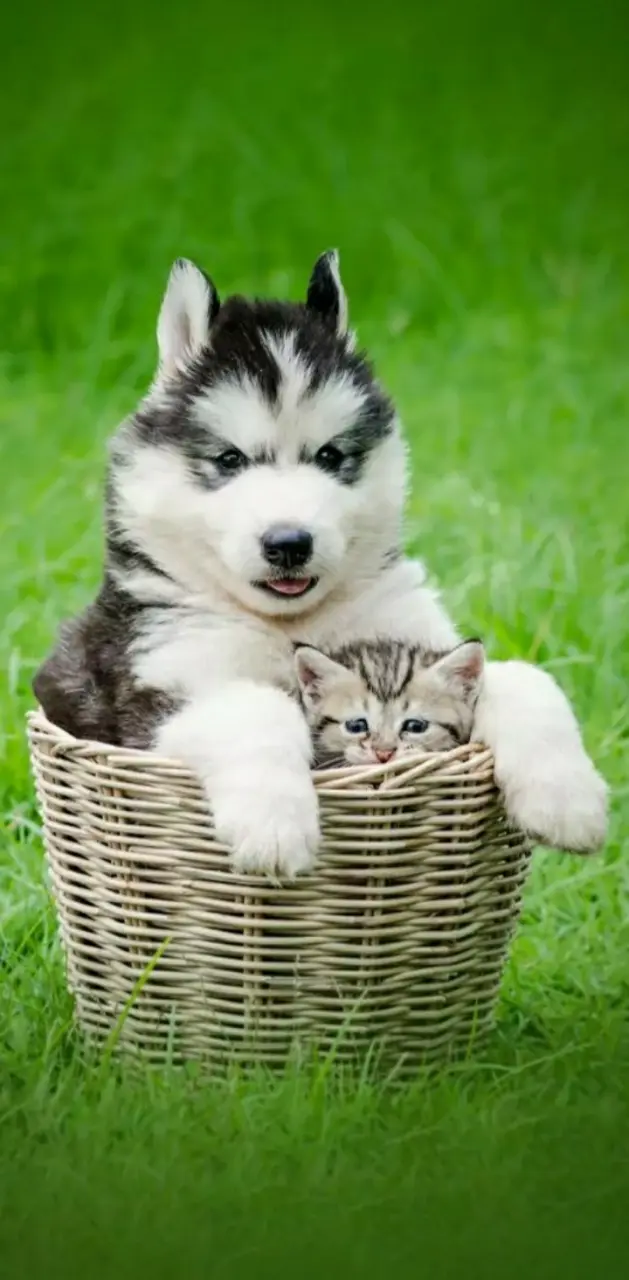Dog and Cat 