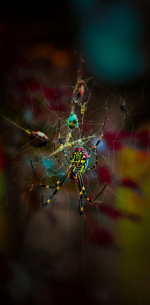 Spider Web Classic
