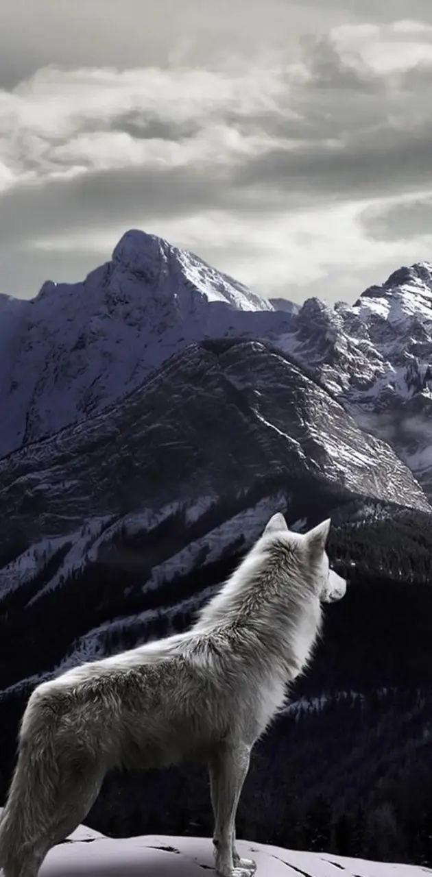 Wolf in Mountain