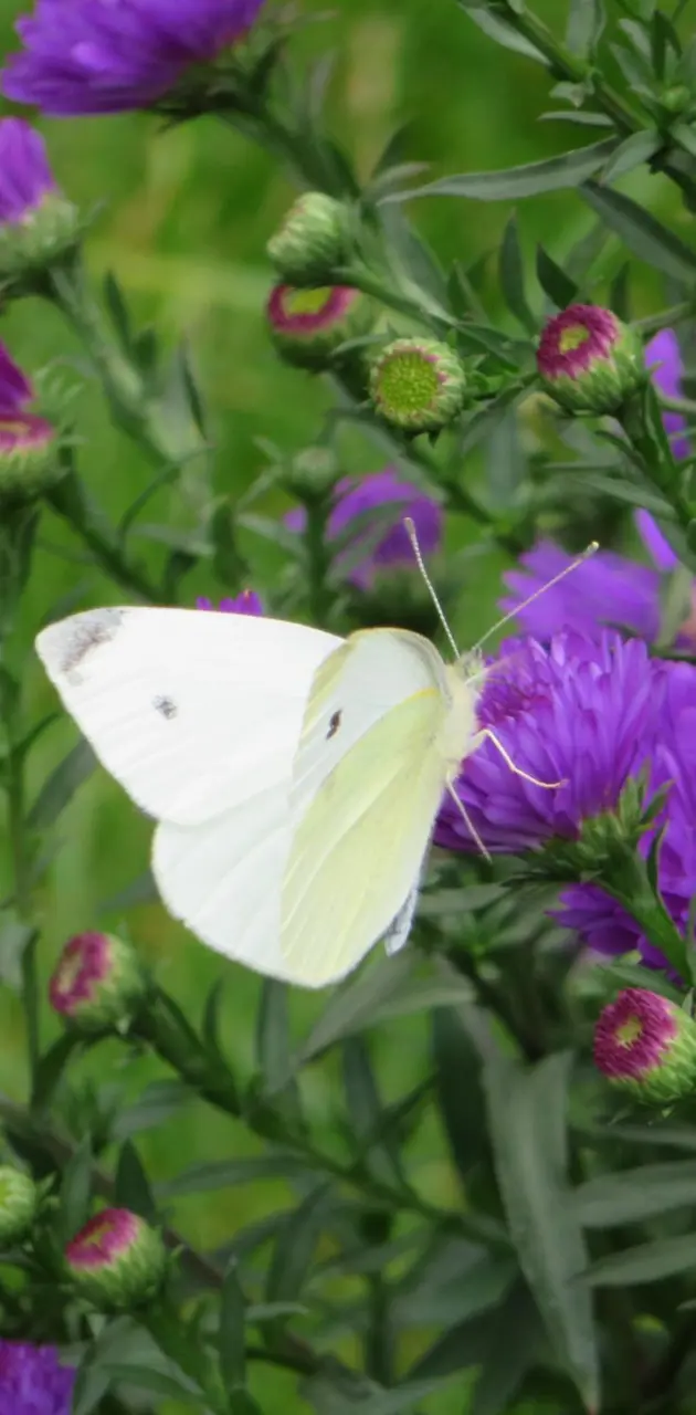 Butterfly: small white