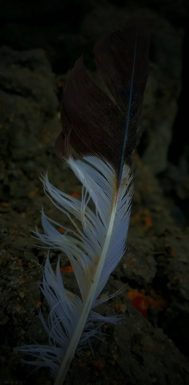 Edge feather