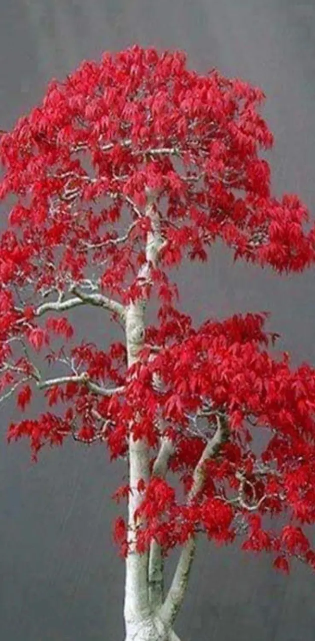 Red bonsai