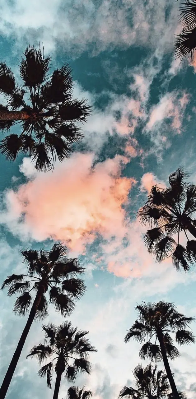Sky and Palms