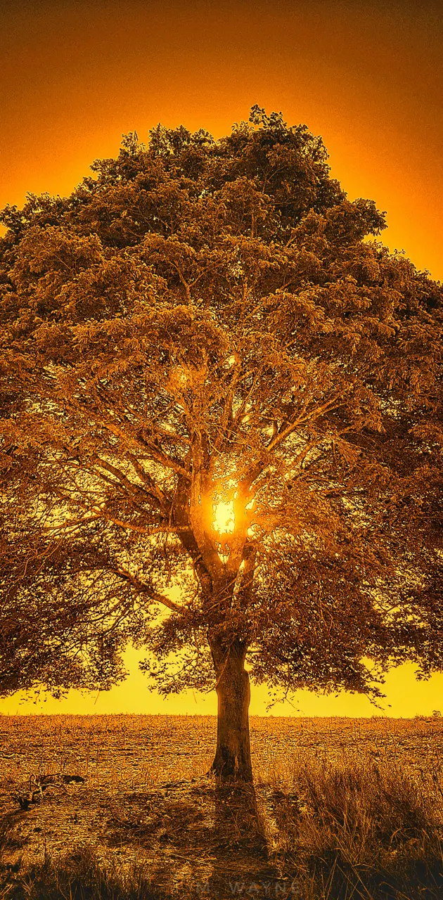 tree of creation
