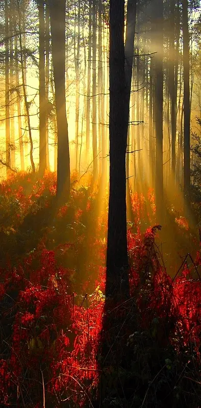 Sun Trough Forest