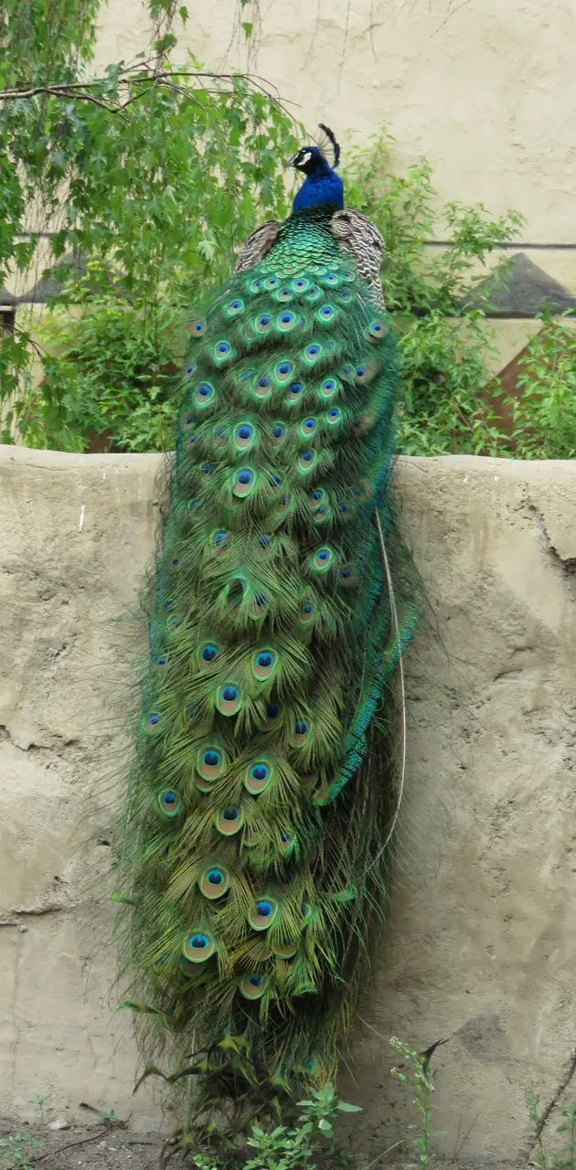 peacock  , Lalish